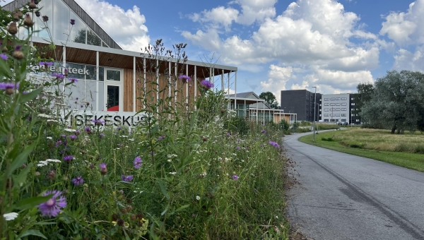 Võru Tervisekeskuse kõrval olevat ala niidetakse harva, et säiliks elurikkus. Pärast niitmist oodatakse heina kuivamist, et see riisuda ning koristada. Seemned säilivad. Foto: VÕRUMAA TEATAJA